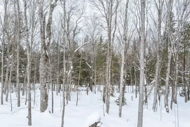Snowy Paws AE-4